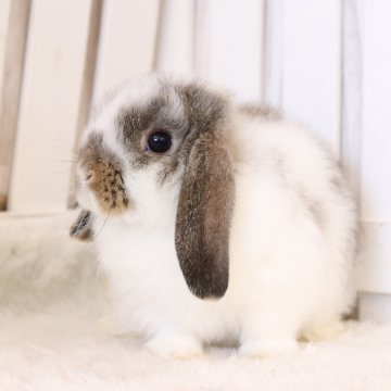 animal_image