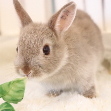 animal_image