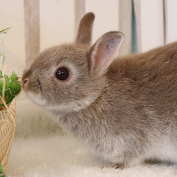 animal_image