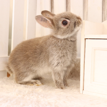 animal_image