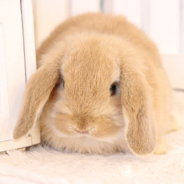 animal_image