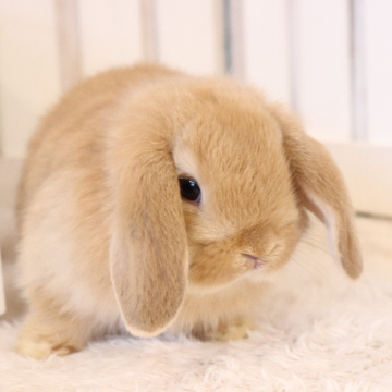 animal_image