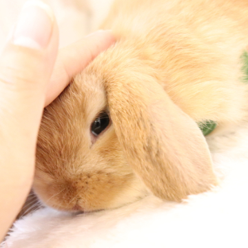 animal_image