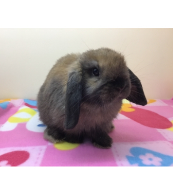 animal_image