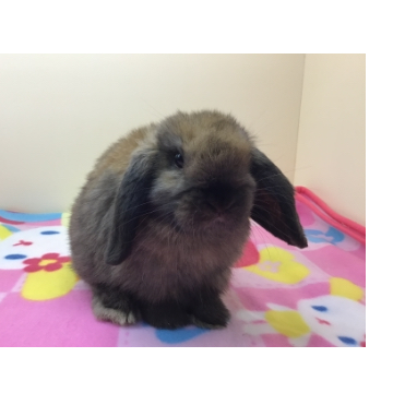 animal_image