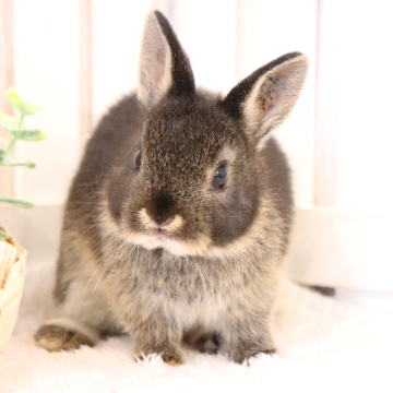 animal_image