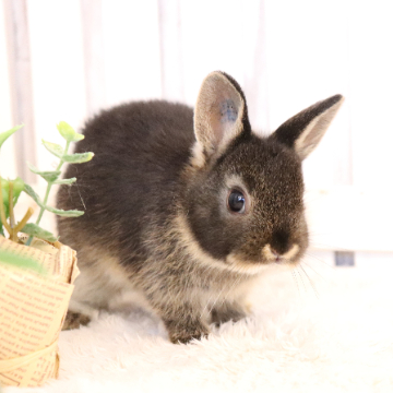 animal_image
