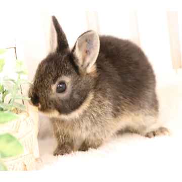 animal_image