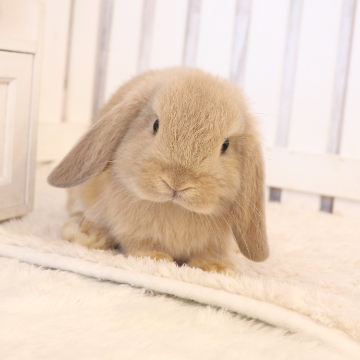 animal_image