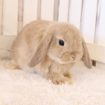 animal_image