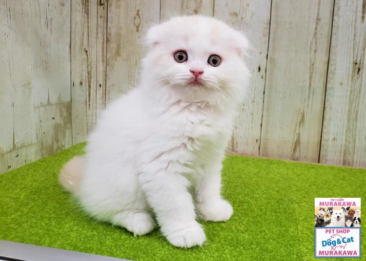 animal_image