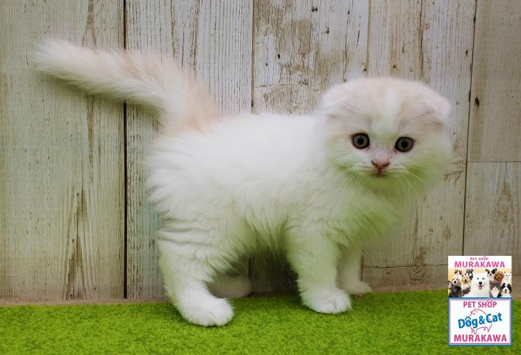 animal_image
