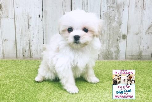 animal_image