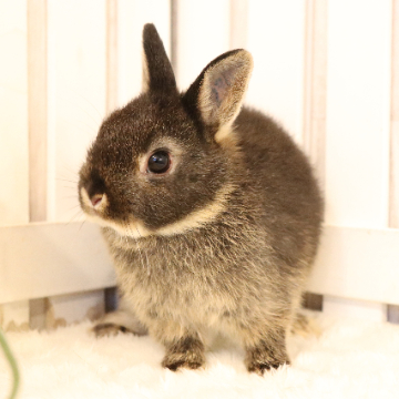 animal_image