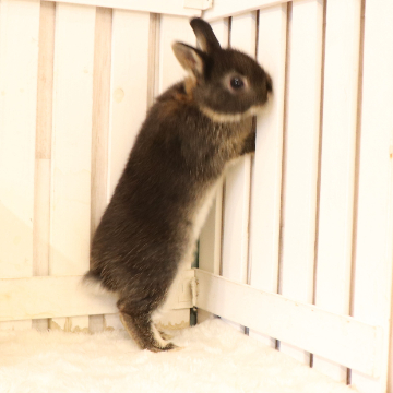 animal_image
