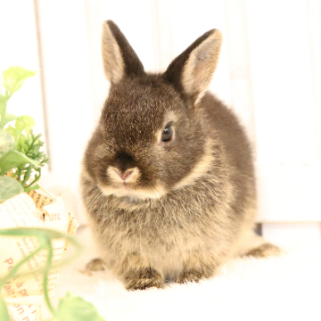 animal_image