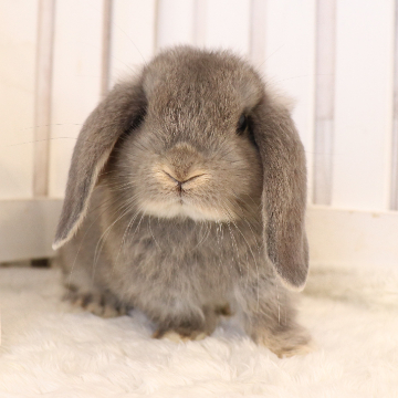 animal_image