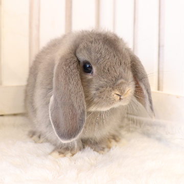 animal_image
