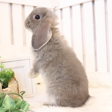 animal_image