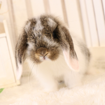 animal_image