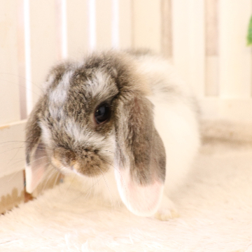 animal_image