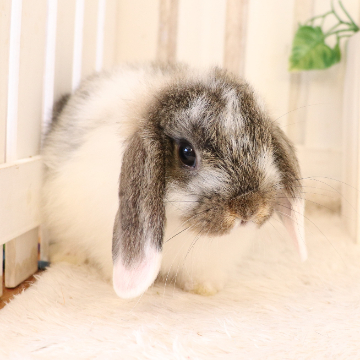 animal_image