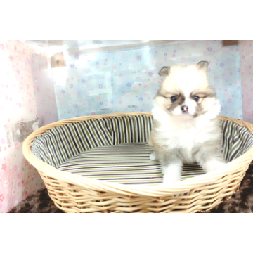 animal_image