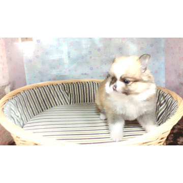 animal_image