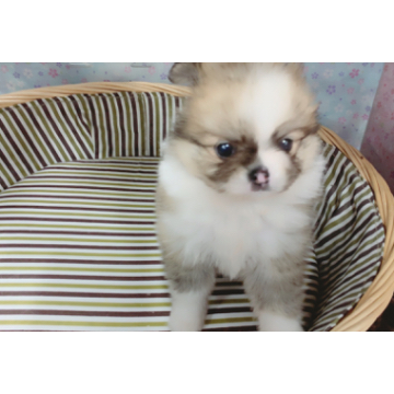animal_image