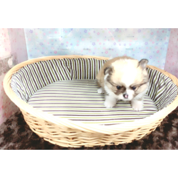 animal_image