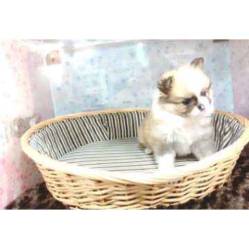 animal_image