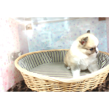 animal_image