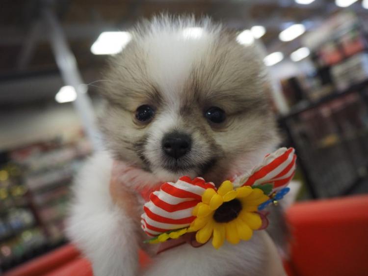 animal_image