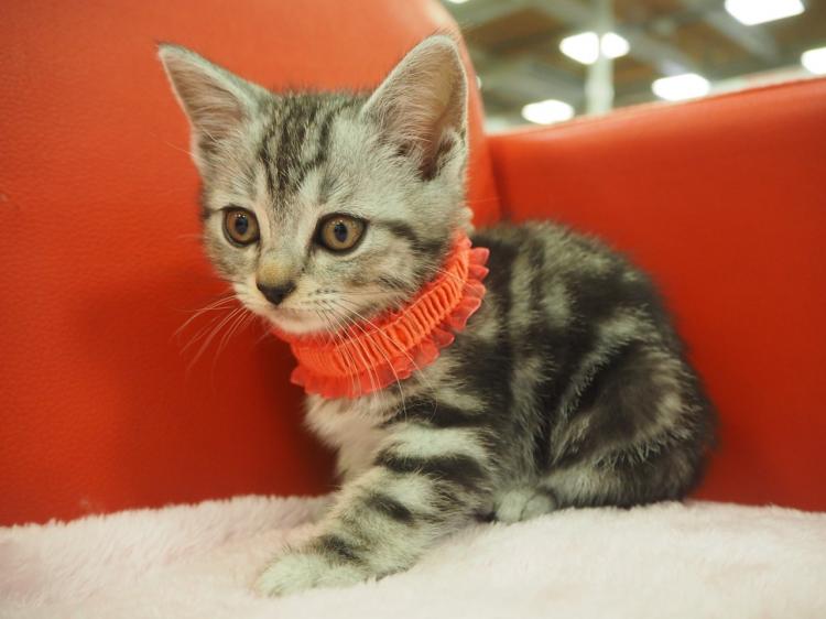 animal_image