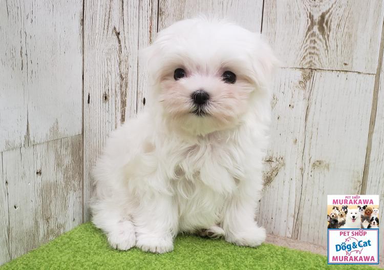 animal_image