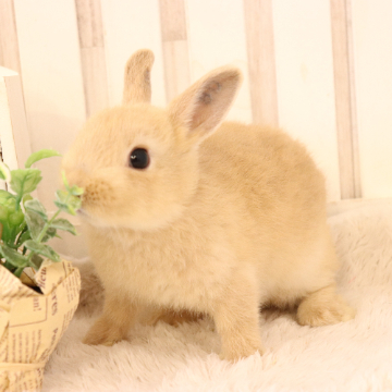 animal_image