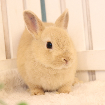 animal_image
