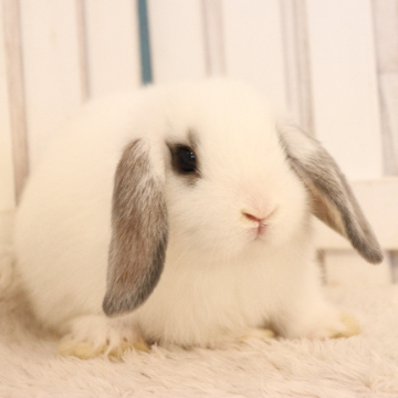 animal_image