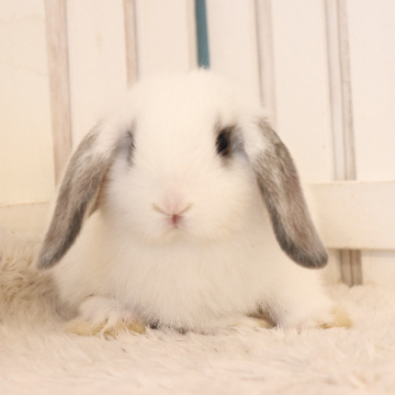 animal_image