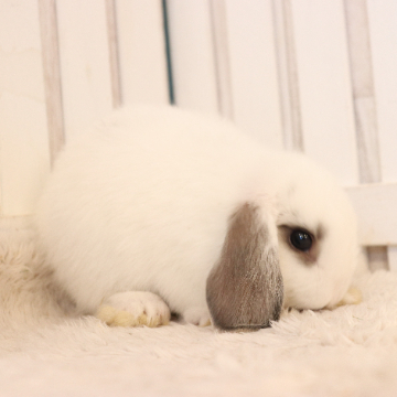 animal_image