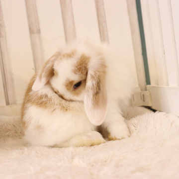 animal_image
