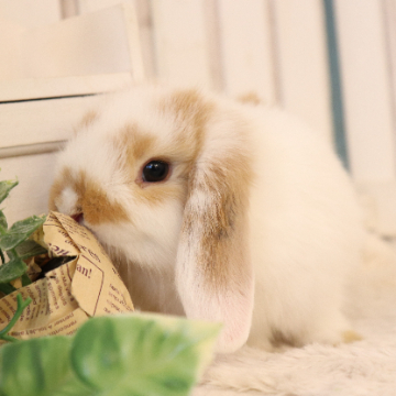 animal_image