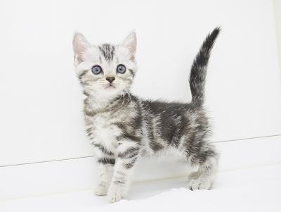 animal_image