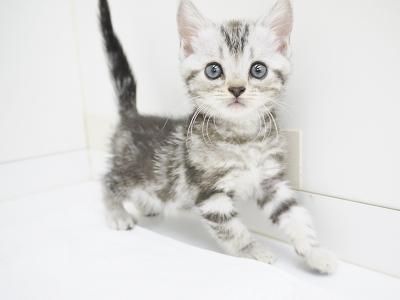 animal_image