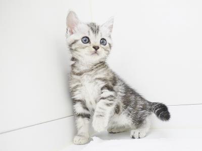 animal_image
