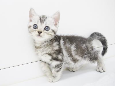 animal_image