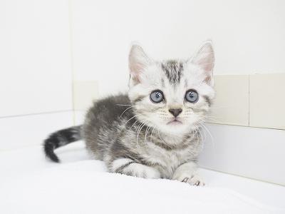 animal_image