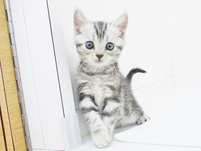 animal_image