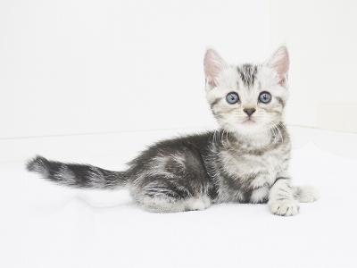 animal_image