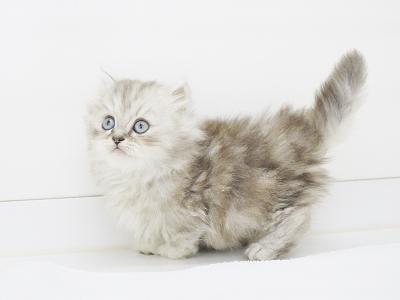 animal_image